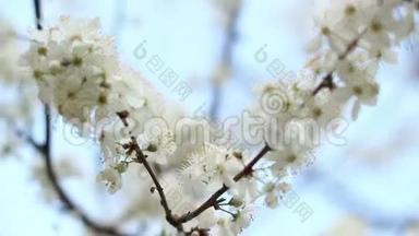 春天的花朵在树上的天空背景。 <strong>樱花枝</strong>上的白花
